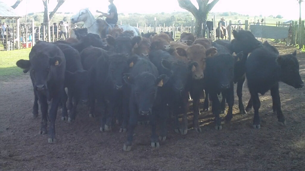 imagen de ganado en la pista de local paso casildo: novillitos se pagaron hasta u$s 630