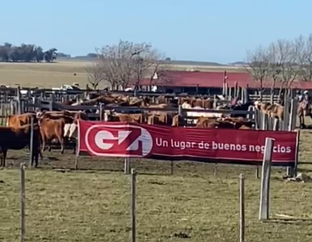 IMAGEN DE GANADOS EN EL REMATE POLIFUNCIONAL EN GASTELÚ
