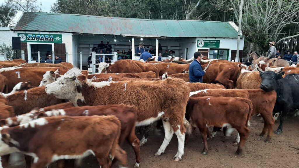 IMAGEN DE GANADO EN LA PISTA DE LOCAL ZAPARÁ: VOLUMEN IMPORTANTE CON VENTAS TOTALES