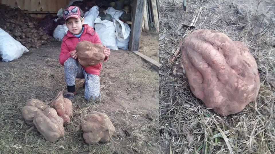 LA IMAGEN DISTINTA DE PALENQUE BONIATO COSECHADO POR RENATO GONZALEZ EN CUCHILLA CASA DE PIEDRA TACUAREMBÓ- PESÓ 4 KG.