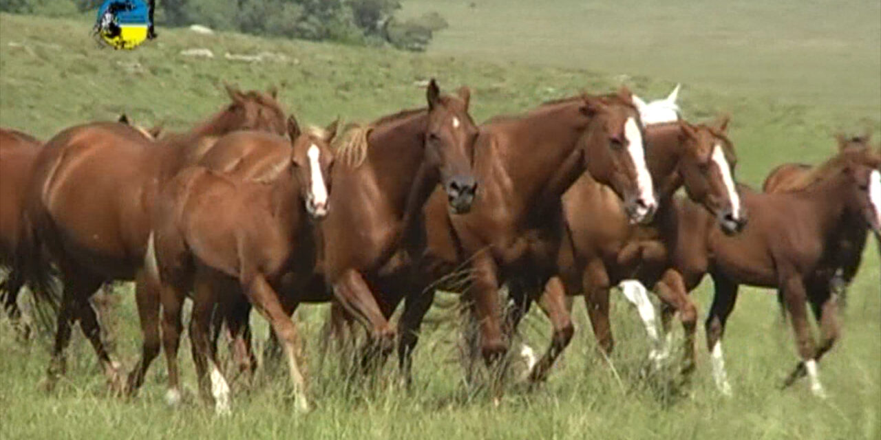 Qatar habilita exportación de animales en pie desde Uruguay