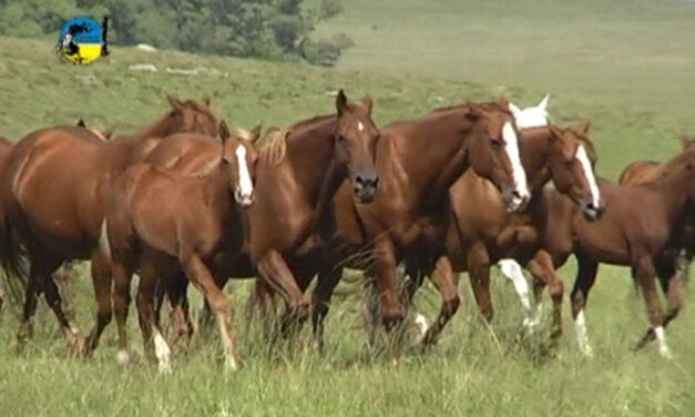 Qatar habilita exportación de animales en pie desde Uruguay