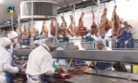 Faena Bovina fue de 39.268 cabezas