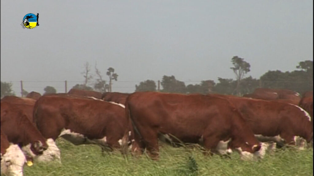 IMAGEN DE GANADO EN EL CAMPO, MERCADO DEL GANADO GORDO CON SUBAS EN TODAS LAS CATEGORÍAS