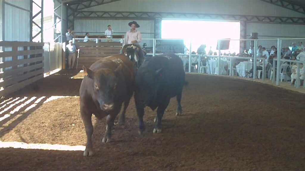 IMAGEN DE TOROS EN LA PISTA DE VICHADERO, TORAZO EL DÍA DEL TORO