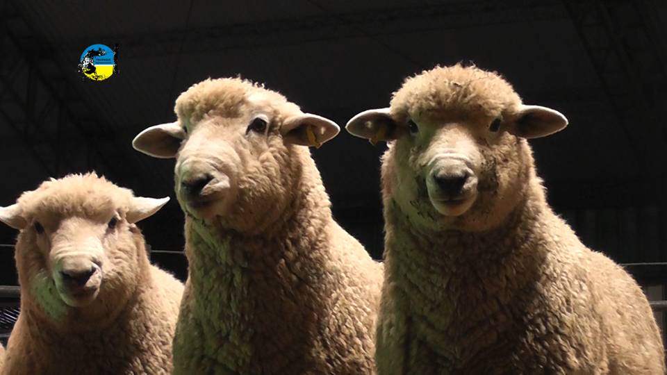 Faena artesanal predial: Registro Nacional de Productores
