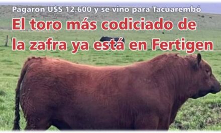 El toro más codiciado de la zafra ya está en Fertigen