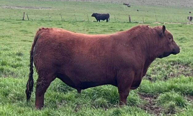 El toro más codiciado de la zafra está en Fertigen