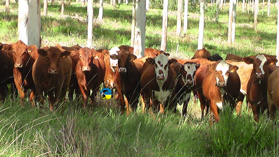 novillo mercosur: precios levemente ascendentes 
