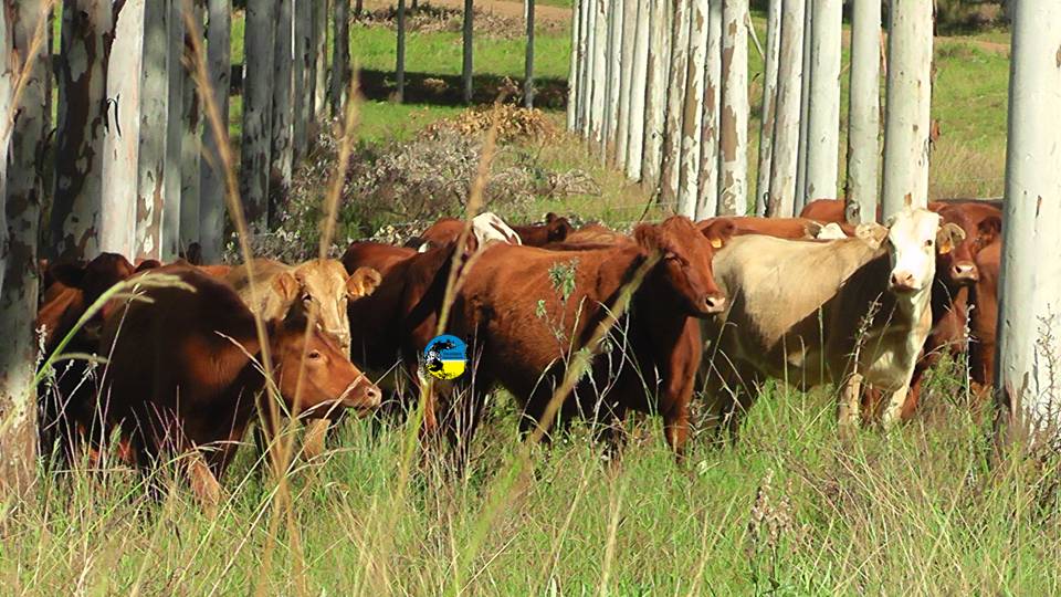 IMAGEN DE GANADO EN EL CAMPO, SITUACIÓN DE LA GANADERÍA SETIEMBRE 2024