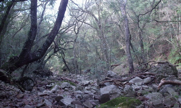 Dirección General Forestal moderniza trámites