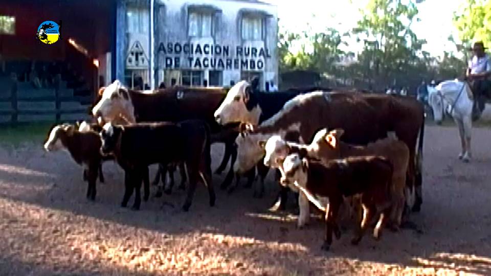 IMAGEN DE GANADO DE CRÍA EN LA PISTA, F&G GROUP CON AGRO ORIENTAL EN LA RURAL DE TACUAREMBÓ