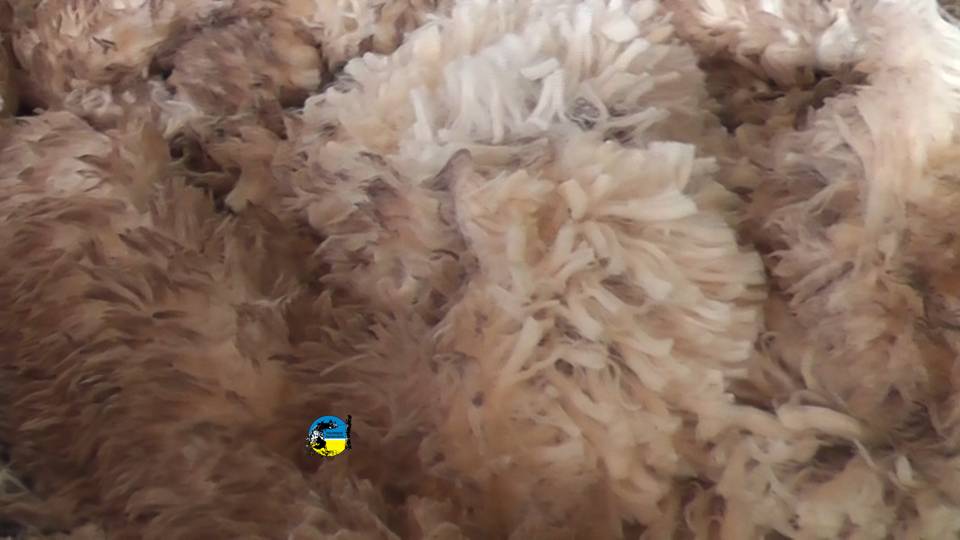 Continúan las ventas de lana Merino en el mercado interno