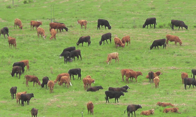 Plaza Rural vendió 15.186 vacunos en el remate 295º