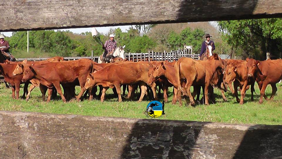 Plaza Rural vendió el 99.82% de la oferta del remate 294º