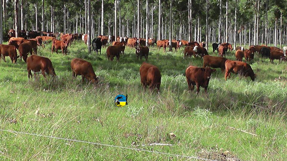 IMAGEN DE GANADO, NOVILLO MERCOSUR: CONTINÚA EL IMPULSO A LA SUBA 