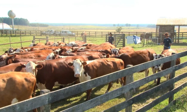 Novillo Mercosur: continúa el impulso a la suba