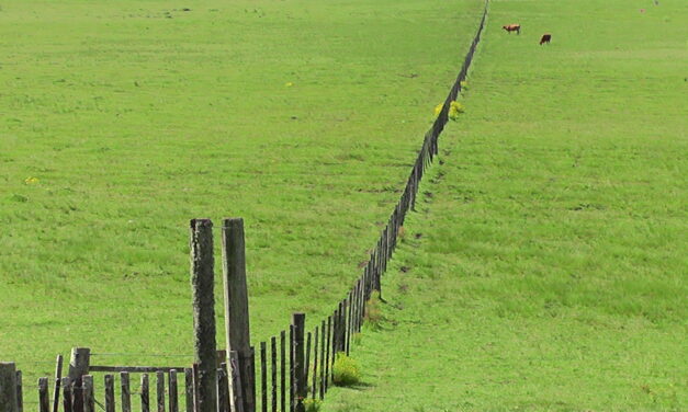 Se extiende el plazo para completar el Censo General Agropecuario