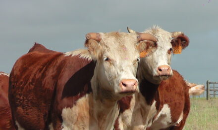Novillo Mercosur: primera baja en Argentina
