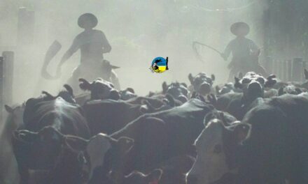 Novillo Mercosur: baja en la Argentina