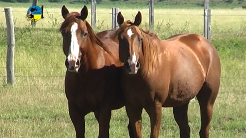 IMAGEN DE CABALLOS, INBA APROBÓ REGLAMENTACIÓN PARA JINETEADAS
