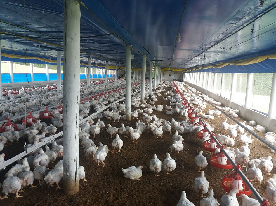 imagen de criadero de aves, estado de alerta sanitaria por foco de influenza aviar en argentina 
