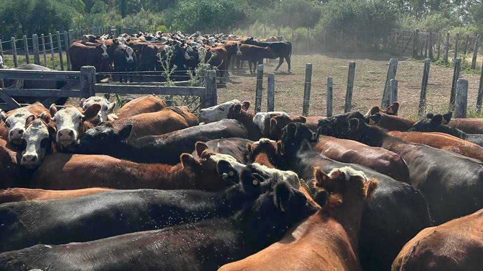 imagen de ganado, lote 21 colocó el 97% de la oferta en el remate 221º
