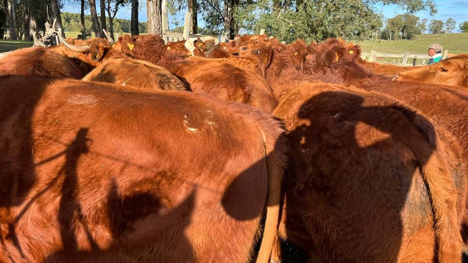 IMAGEN DE GANADO, PANTALLA URUGUAY VENDIÓ 7.256 VACUNOS EN EL REMATE 286º