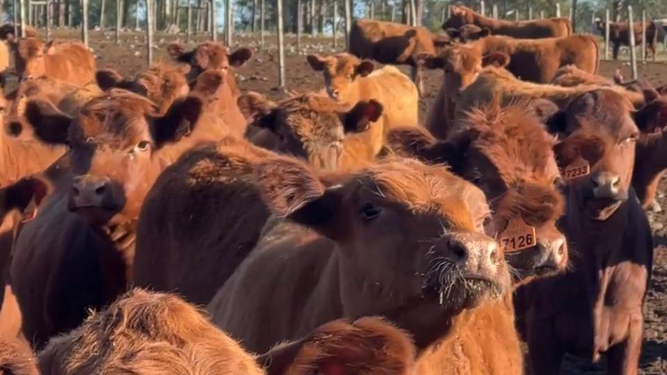 Novillo Mercosur: en Argentina sigue subiendo