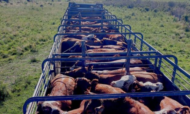 El ganado gordo y la reposición siguen muy firmes