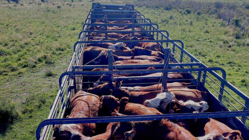 El ganado gordo y la reposición siguen muy firmes