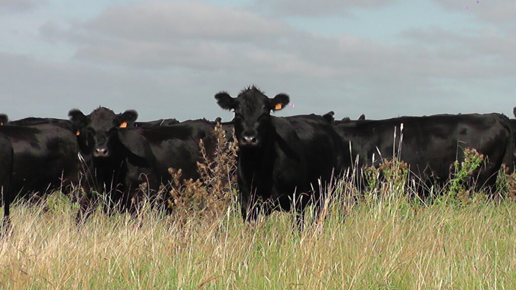 IMAGEN DE GANADO EN EL CAMPO, NOVILLO MERCOSUR: QUINTO AUMENTO SEMANAL EN ARGENTINA