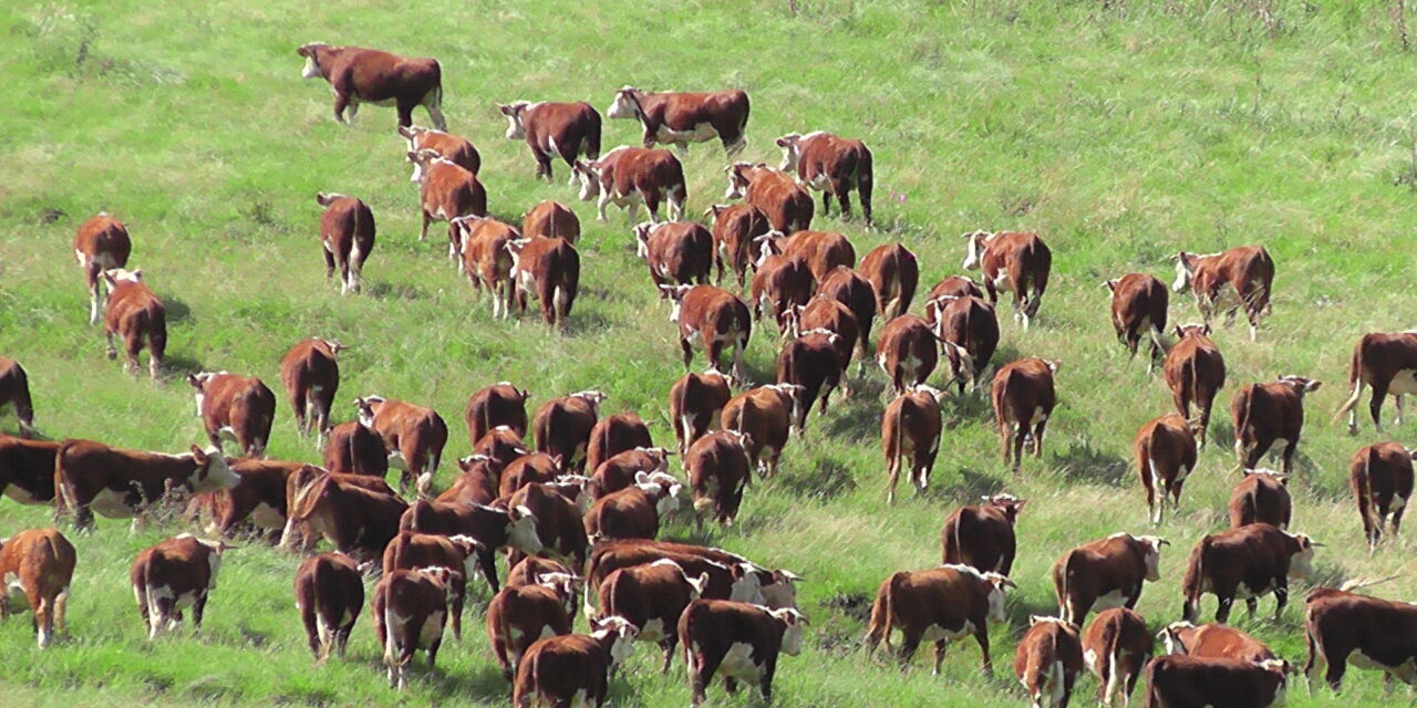 Plaza Rural vendió 12.577 vacunos en el remate 299º