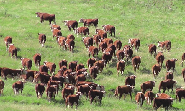 Plaza Rural vendió 12.577 vacunos en el remate 299º