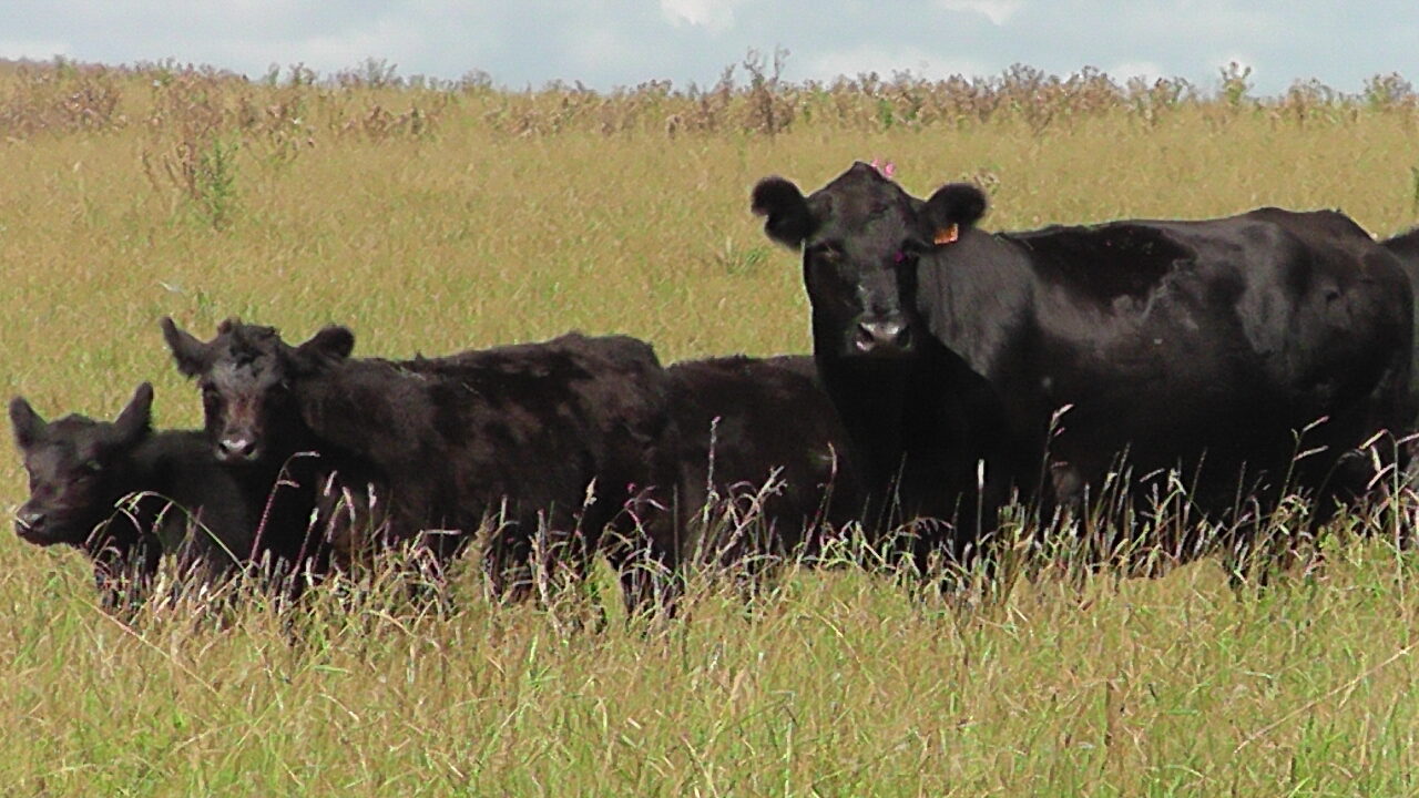 IMAGEN DE GANADO EN EL CAMPO, PLAZA RURAL VENDIÓ 12.577 VACUNOS EN EL REMATE 299º