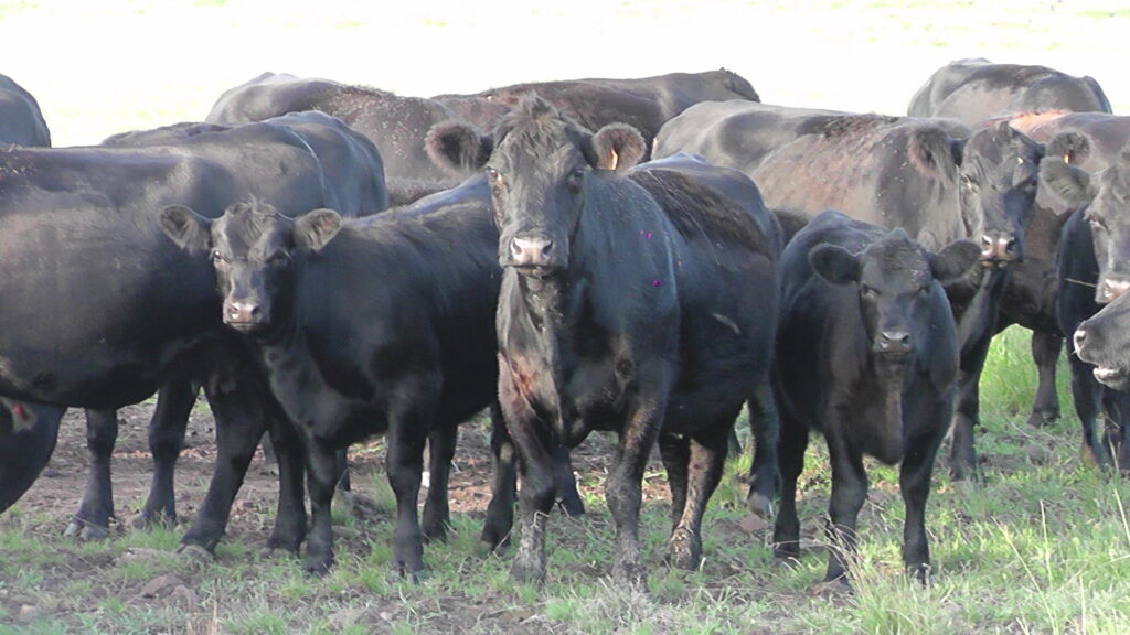 IMAGEN DE GANADO EN EL CAMPO, EL GANADO GORDO Y LA REPOSICIÓN SIGUEN MUY FIRMES
