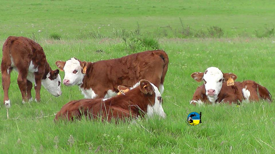 IMAGEN DE TERNEROS EN EL CAMPO, FEDERACIÓN RURAL EXHORTA A REGULARIZAR LA EXISTENCIA REAL DE VACUNOS