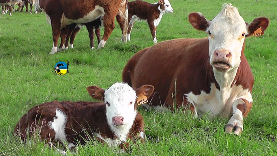 Federación Rural exhorta a regularizar la existencia real de vacunos