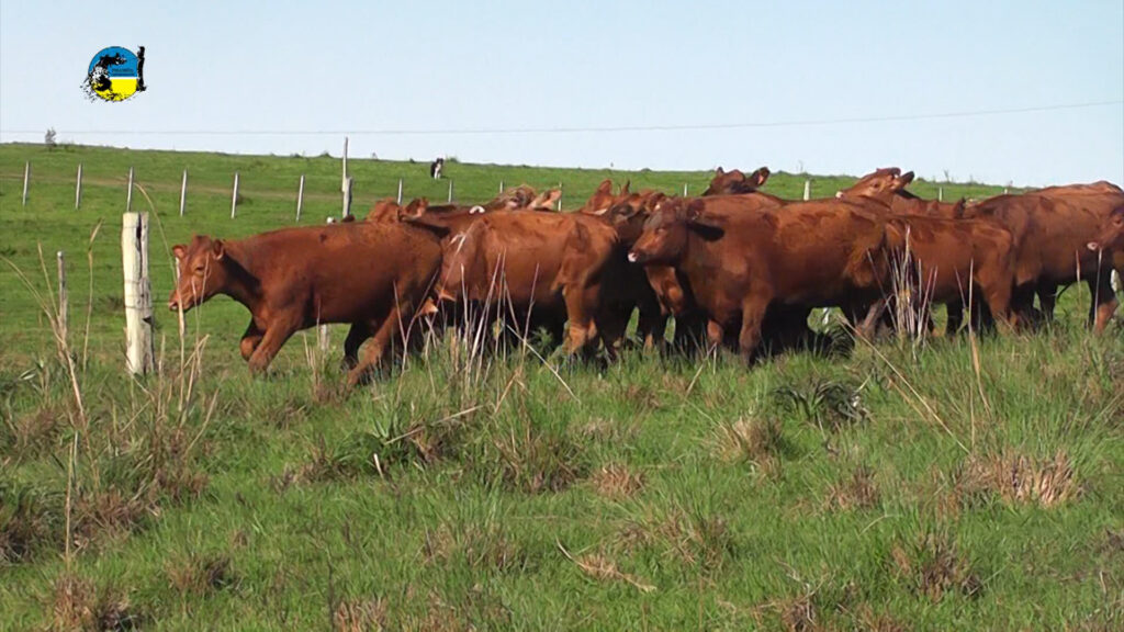 IMAGEN DE GANADO EN EL CAMPO, LOTE 21 COLOCÓ EL 100% DE LA OFERTA DEL REMATE 222º
