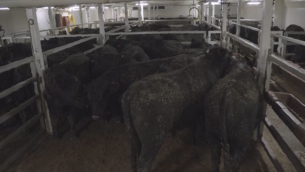 IMAGEN DE GANADO EN BARCO, ARGENTINA: OPORTUNIDADES Y AMENAZAS DE LA EXPORTACIÓN DE GANADO EN PIE 