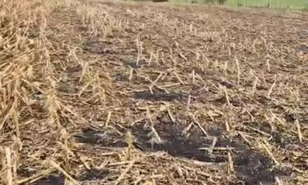 La agricultura tuvo un duro golpe en Río Negro