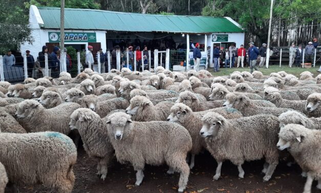 Zapará: Numerosa oferta de lanares y buenos ganados