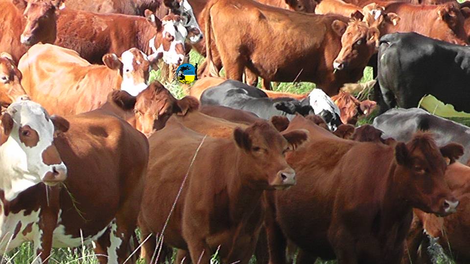 imagen de ganado La escasez de ganado marca bonanza para la carne vacuna.
