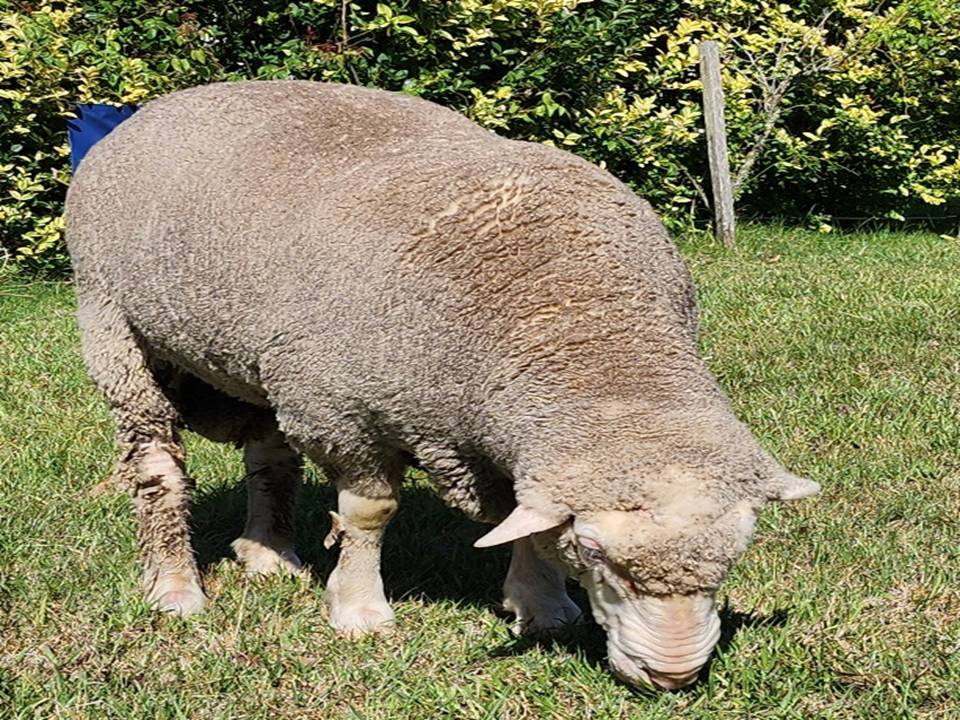 IMAGEN DEL CARNERO MERINO DOHNE QUE SE PAGO 3.000 DÓLARES 