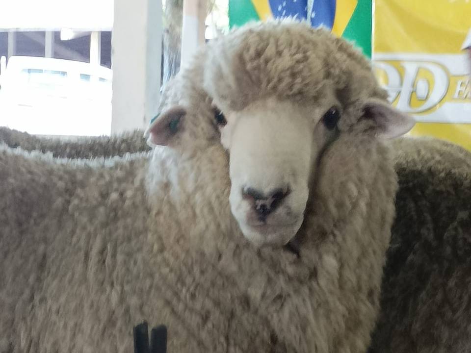 imagen de carnero, san gerardo en su remate vendió un carnero por minuto