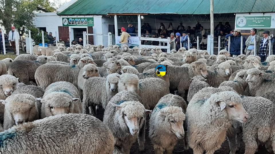 IMAGEN DE LANARES EN LA PISTA DE ZAPARÁ: NUMEROSA OFERTA DE LANARES Y BUENOS GANADOS
