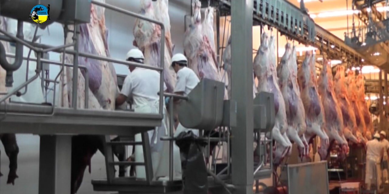 Faena bovina fue de 47.150 cabezas