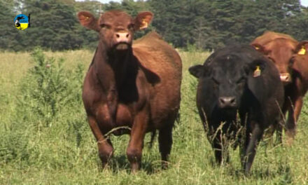 Novillo Mercosur: mayores precios en Uruguay y Brasil