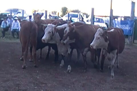 imagen de ganado en la pista de zapará vendió 2.392 lanares y todos los vacunos