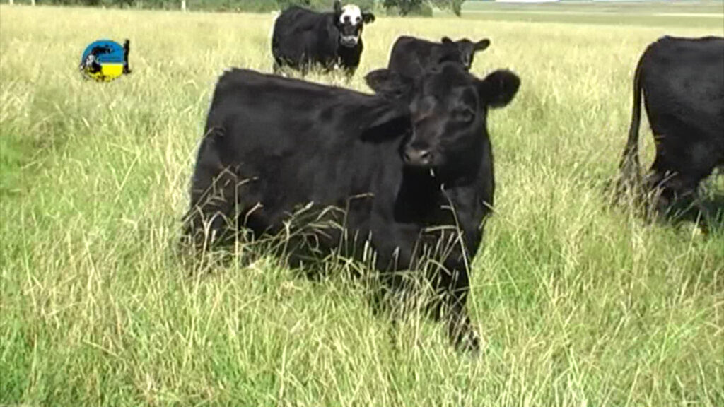 imagen de ternero en el campo, plaza rural vendió 17.318 vacunos en el remate 301º